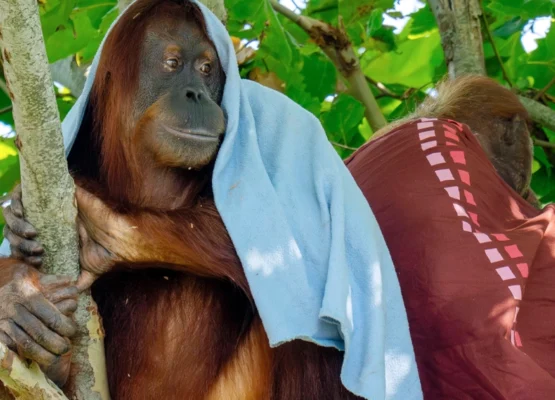 Orangutan