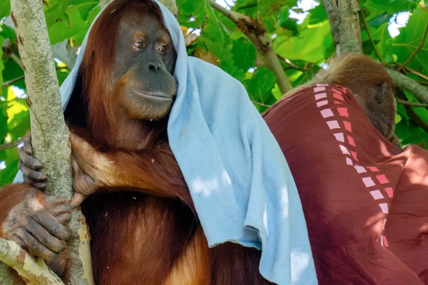 Orangutan