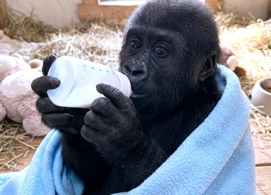 Gorilla Rescued