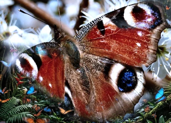 Butterflies