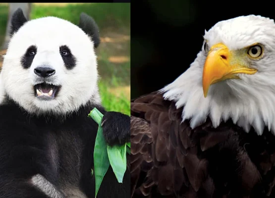 USA vs. China