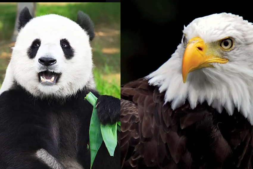 USA vs. China