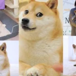 Kabosu