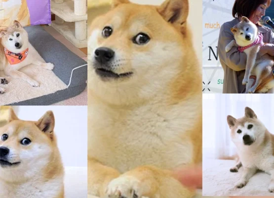 Kabosu