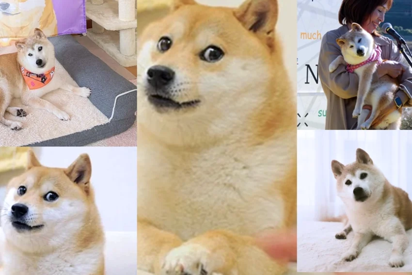 Kabosu