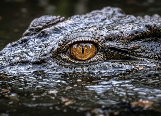 Crocodiles Have "Built-In Goggles"