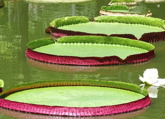 Giant Water Lily