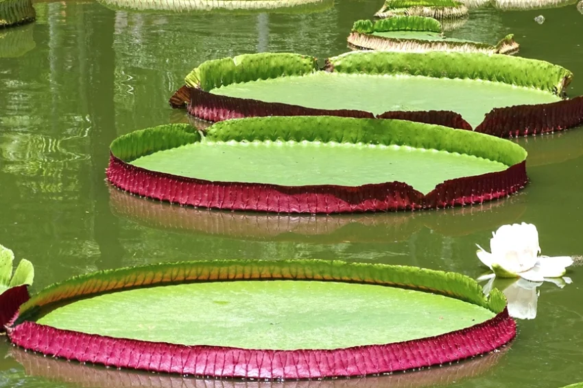 Giant Water Lily