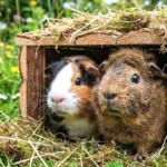 Guinea Pigs