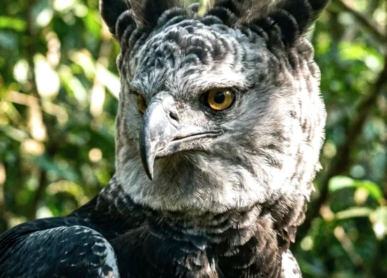 Harpy Eagle