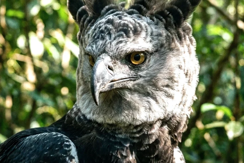 Harpy Eagle