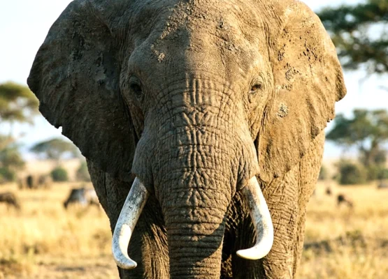 Elephant standing in savanna