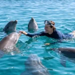 Dolphins