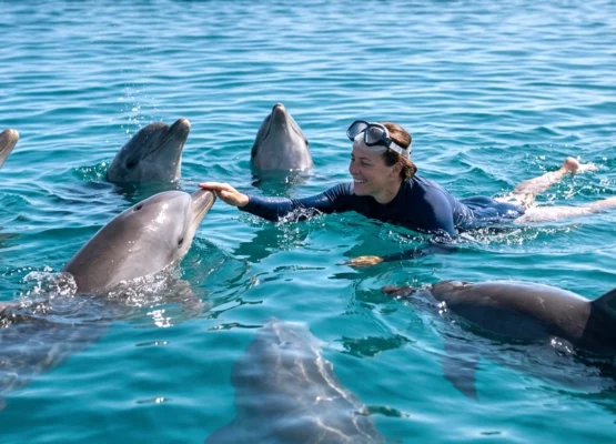 Dolphins