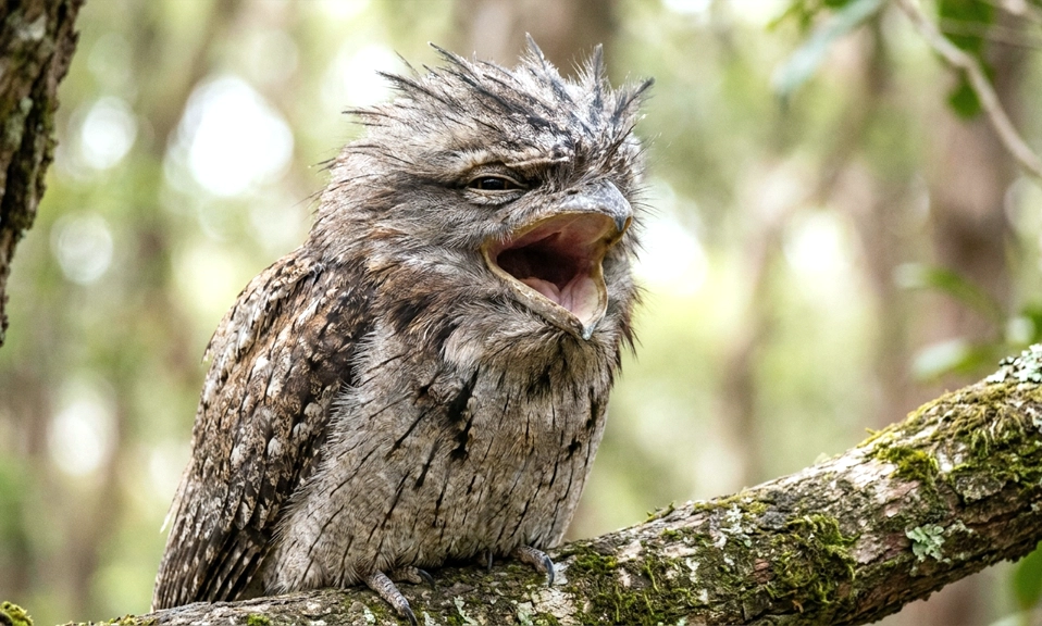 A Tawny Frogmouth