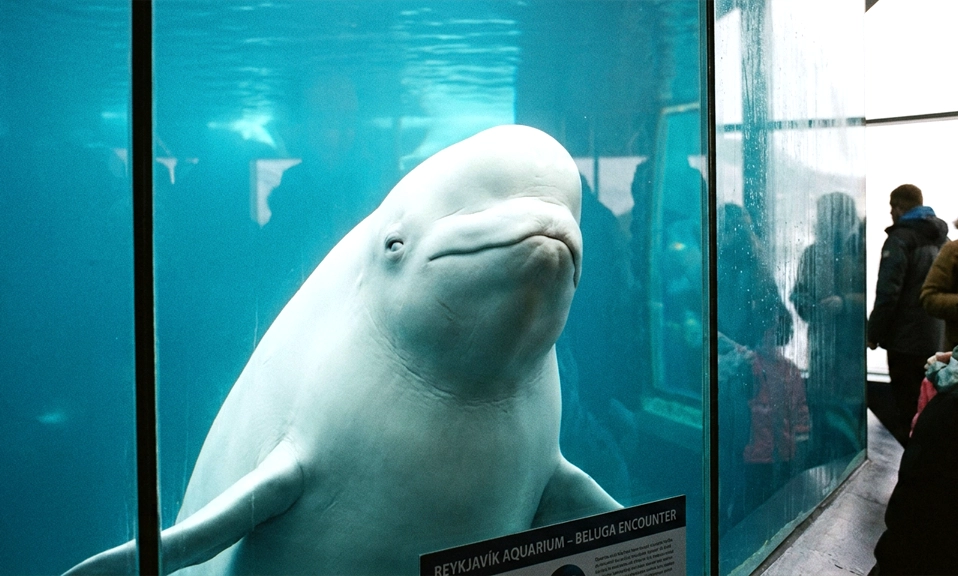 A Beluga Whale