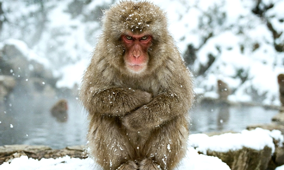 The monkey is sitting on a snow-covered rock
