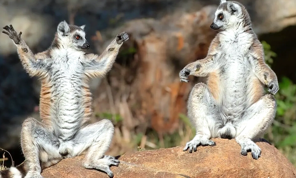 ring-tailed lemurs (Lemur catta)