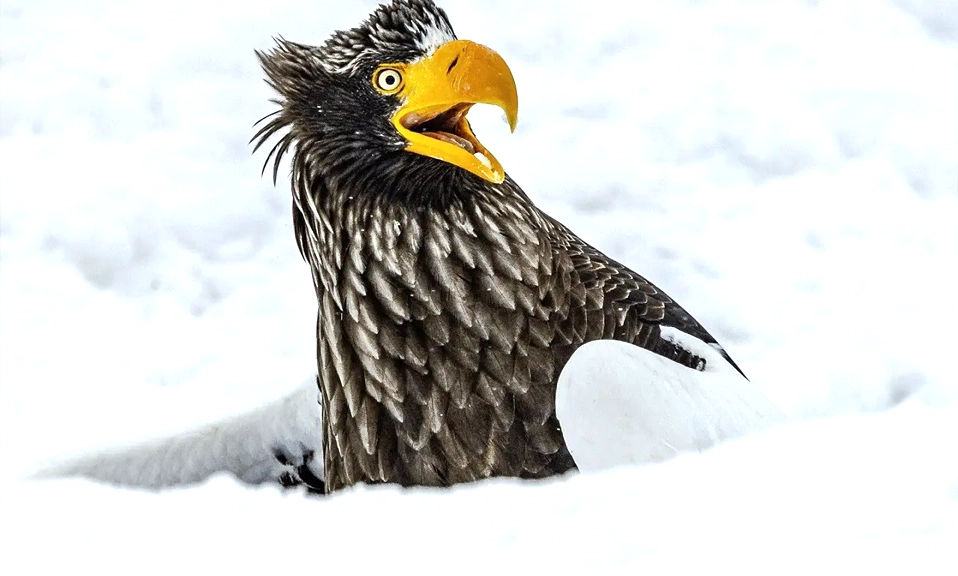 Steller's sea eagle