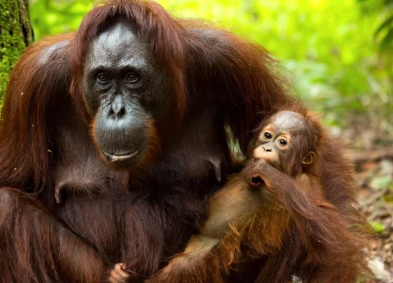 Orangutans