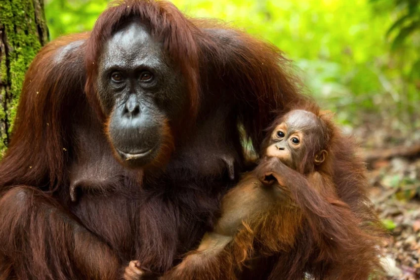 Orangutans