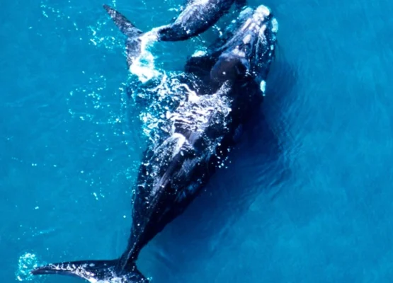 Whale Calves