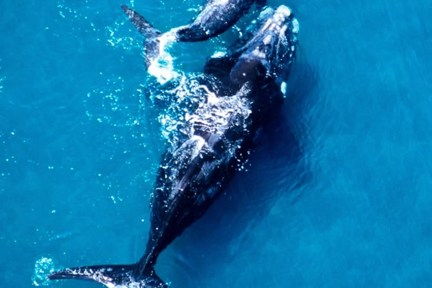 Whale Calves