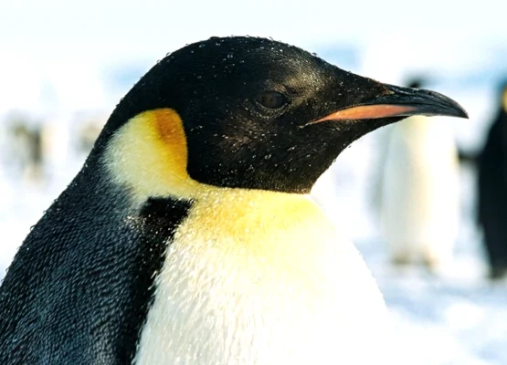 The Emperor Penguin: The Ultimate Dad Dedication