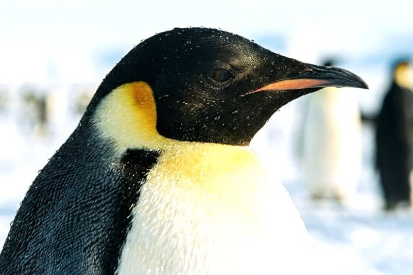 The Emperor Penguin: The Ultimate Dad Dedication