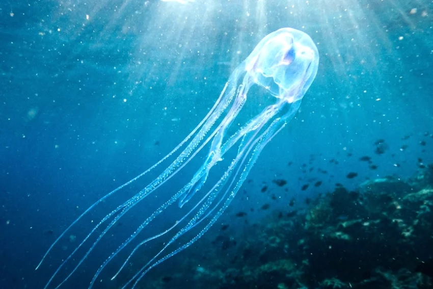 a Box Jellyfish