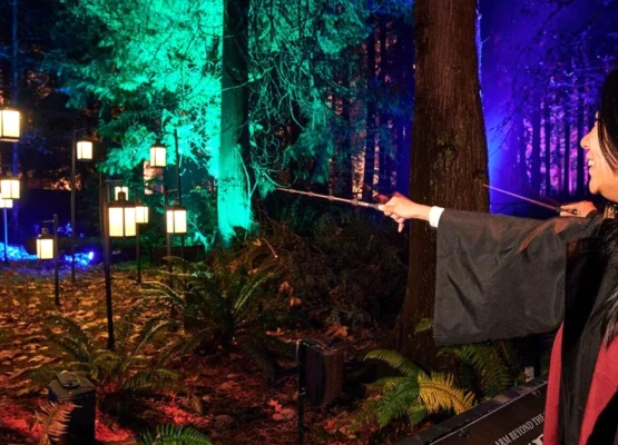 A Harry Potter-Inspired Forest