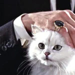 Blofeld's White Cat – James Bond series
