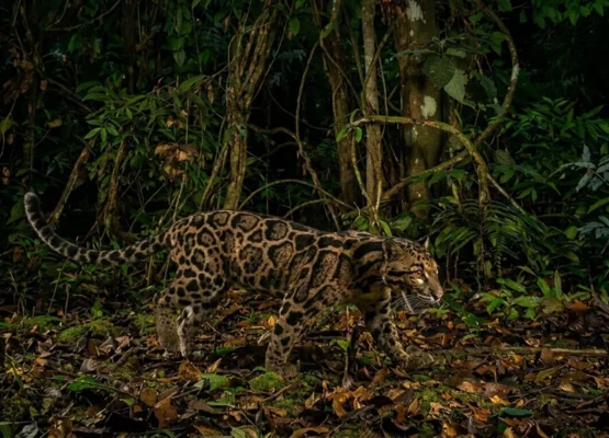 clouded leopard