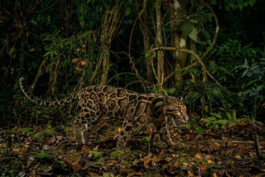 clouded leopard