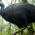 The Southern Cassowary: