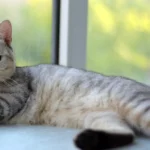 cat populations