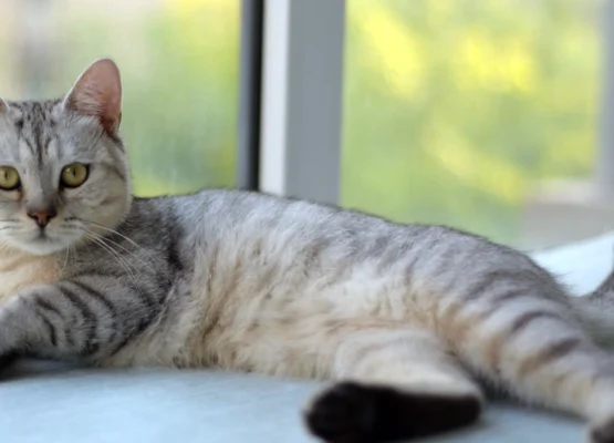 cat populations