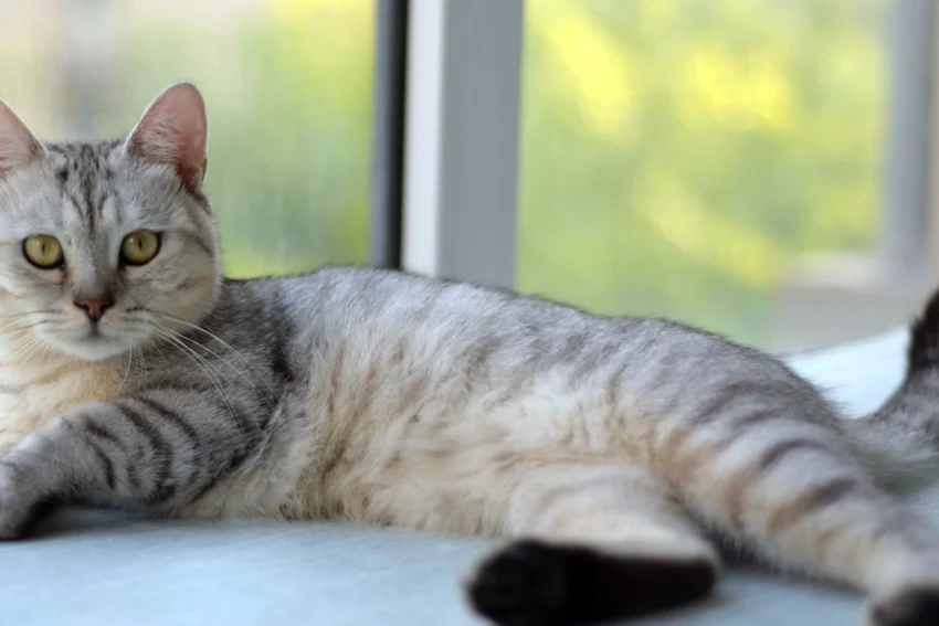 cat populations
