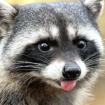 racoons