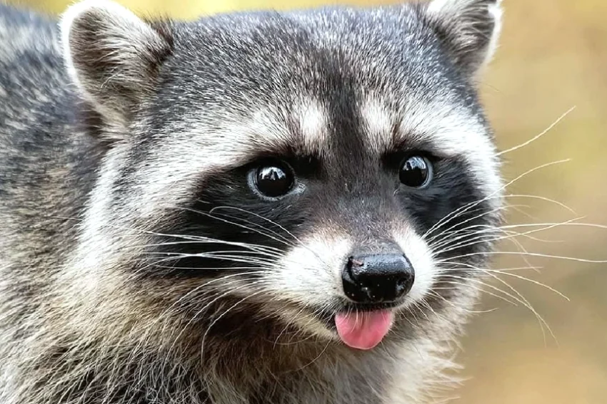 racoons