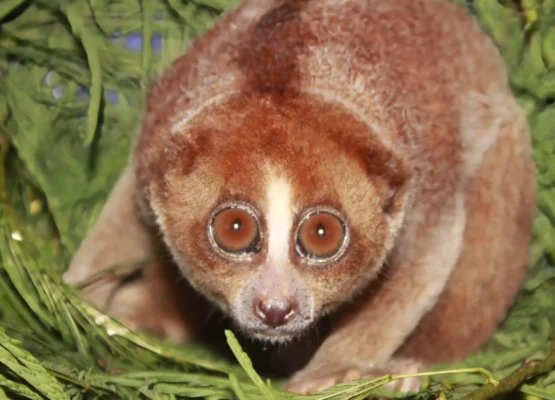 Venomous Slow Loris