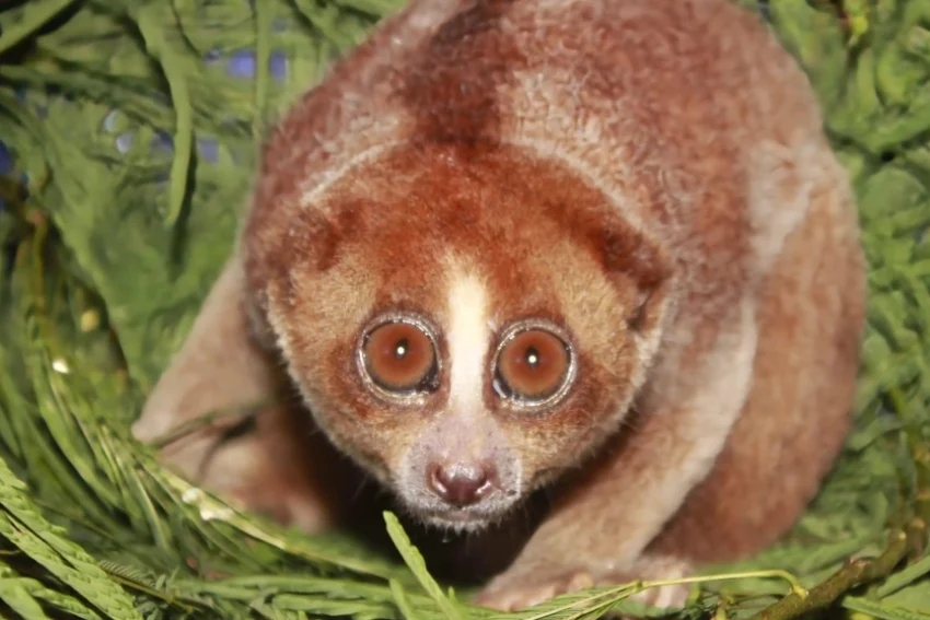 Venomous Slow Loris