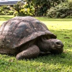 194-Year-Old Tortoise