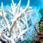 Coral