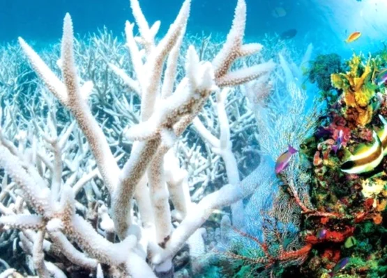 Coral