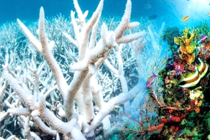 Coral