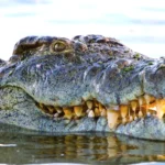 Scientists Just Discovered a 50-Million-Year-Old Crocodile