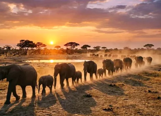 Wildlife Populations
