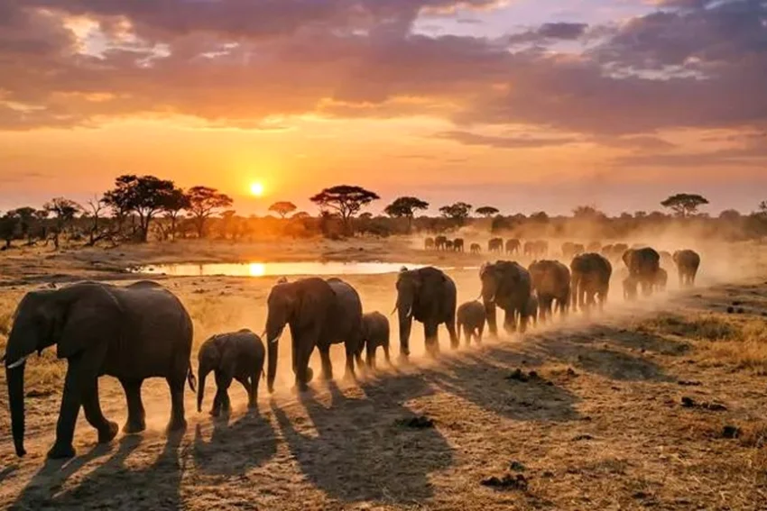 Wildlife Populations