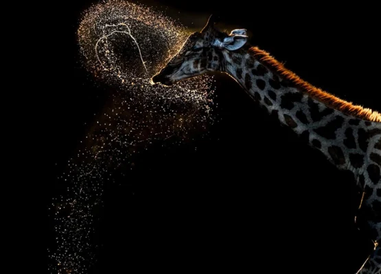 A Giraffe